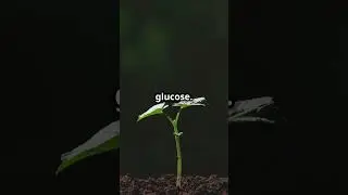 How Plants Breathe? 🌱