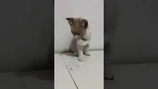 #littlekitten #pets #babykitten #kittenlover #kittencat #kitten #kittenlove #kittens #catslovers