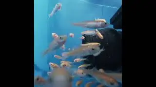 Sump Rosy Red Minnows