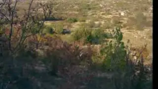 SVILAJA-Baljci