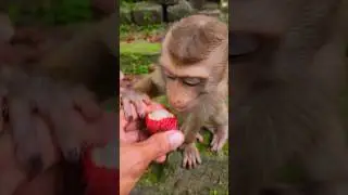 Lovely Monkey Jenifer Eating Rambutan fruit