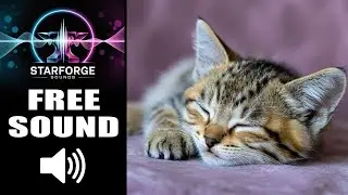 Kitten Purring Sounds FREE 🐱 Relaxing Kitten Purrs Royalty Free Audio