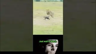 Why Lion paralyzes baby Hyena 🦁
