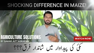 How Fertilizer Transformed This Maize Plot | Shocking Corn Plant Comparison!