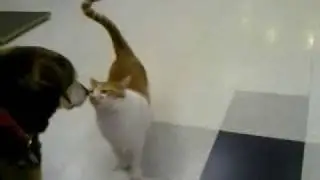 Cat Loves on Dog at the Vet's Office