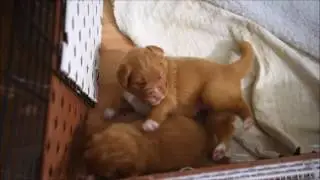 Idle Paws