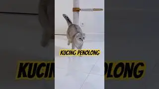 KUCING PENOLONG #viralvideo #cat #comedy #catsvideo #lucu #funny #animals #funnycats #catlover #fyp