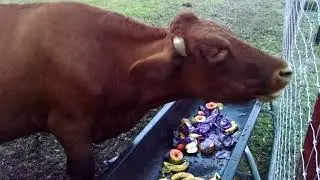 Farm Life: Feeding the Cows at Keystone Farmers Market 007