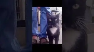 Mysterious Black Cat Chooses Me for Strange Ritual #adoptstrays #cat #cute