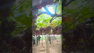 Виноградная ферма Cumbum Theni Tamilnadu Cumbum Vineyard #tamilnadu #theni #grapefarm #thekkady #...