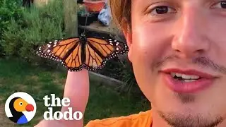 Guy Accidentally Becomes Dad To Colony Of Butterflies | The Dodo