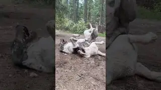 Alabai Atila&Joule, Jule 1. Hot lazy movement. #centralasianshepherd