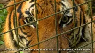 Rare Malayan Tiger at the Naples Zoo
