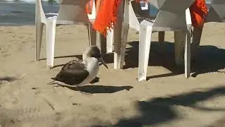 Blue-footed Boobie at Lo de Marcos
