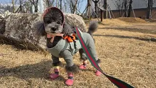 26년 1월 매일 산책 ASMR 472일차 [POV: Dog walk in Busan 🐾 | ASMR &mdash; Day 472 (Korea, Jan &rsquo;26)]