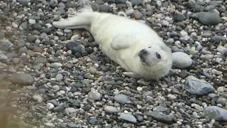 Seal pup in Angel Bay by Leo Coleman