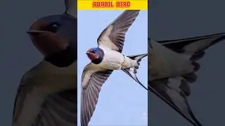 7 Amazing Facts About Ababil Bird 🕋 #shorts