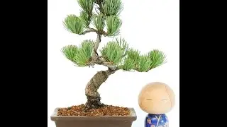 Video Bonsai Pinus Pentaphylla PNP03