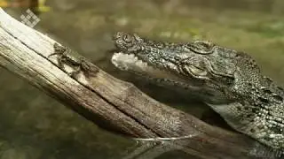 Biopixel Phantom 4K Flex Natural History slow motion showreel