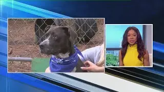 Charleston Animal Society turns 150 years old