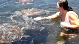 Swimming With Turtles - Savai'i Samoa South Pacific