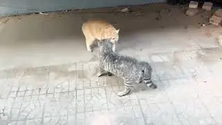 Cat fight