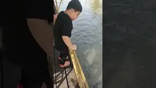 ปลาโลมาเต็มไปหมด ปรางค์ทิพย์บอก🤣😂 ปลาตัวใหญ่มากเลย #เด็กๆตื่นเต้น #ให้อาหารปลา #ปลาตัวใหญ่ #ริมคลอง