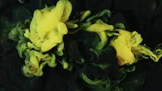 yellow and black ink drop in water background NR6TWE9
