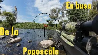 Caceria En BUSCA de la POPOSCALA 🐦‍🔥||PATAS DE FUEGO||