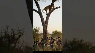 Wildlife Drama: Lions vs. Wild Dogs &ndash; The Ultimate Standoff! #animals