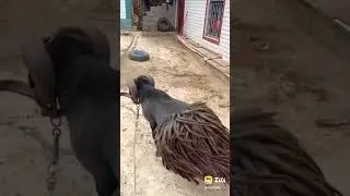 SHEEP FIGHT 🤩