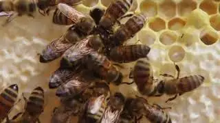 How do honey bees make honey?