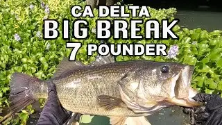 Summer Bass Fishing | CA Delta Bass Fishing