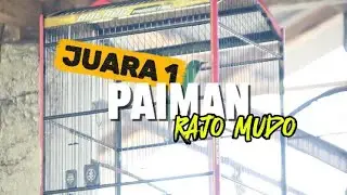 CUCAK HIJAU PAIMAN JUARA 1 MILIK RAJO MUDO DI TIKET UTAMA. MINI KONTES PASAMAN BARAT