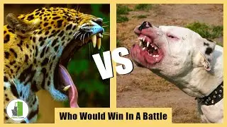 Leopard vs Dogo Argentino Who Would Win In A Battle