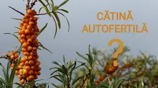 CATINA AUTOFERTILĂ ( parțial ) - HIPPOPHAE RHAMNOIDES 