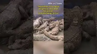 Thousands of Yangtze alligators relocated for winter in Xuancheng, Anhui