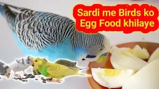 Winter Season Best Softfood for Budgies & Love Birds Cocktail Finch Java#parrot