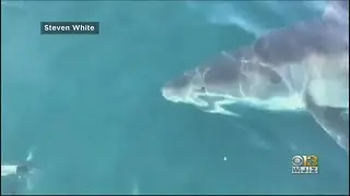 Great White Shark Spotted Off The Coast Of Ocean City, Maryland