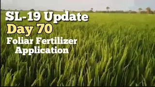 SL-19 Update Day 70 - Foliar Fertilizer Application