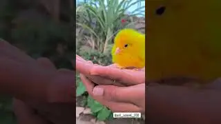 love Bird 🕊️#gujarat gujrati viral status 😍 birds #love #gujrativloging #newvlog #minivlog #sad