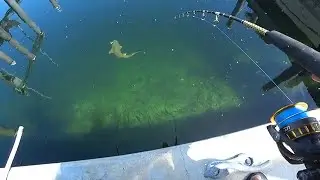 Clear-Water SHARK Fishing!!! Catch & Release Nurse Shark from Shore!