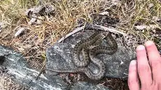 Tail-vibrating behavior in the Smooth snake (Coronella austriaca), Ticino Switzerland.