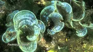 Algas Multicelulares Algas Pardas ou Feoc&iacute;ceas