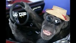 Funny Chimp Driving car very Cool - Free and happy time