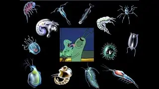 Why Plankton is so important to us?