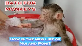 Monkey Baby Nui   NUI take a shower