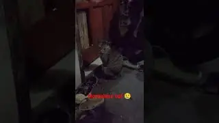 adorable homeless cat 😢 #adorablecats #adorablepets #homelesscat #sadcat #shorts #shortvideo #cats