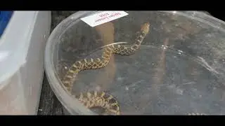 Bull Snake Update 🐍 and Copper State Crested !!!!!!