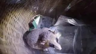 Mouse Opossum in My Room - Tambopata Research Center